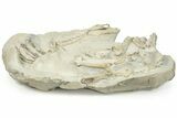 Fossil Oreodont (Merycoidodon) Skeleton - Nearly Complete! #232222-7